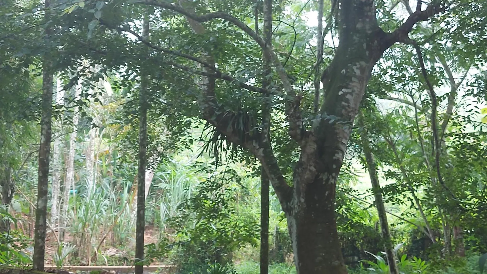 B'Camp Resorts & Homestays Wayanad 3*,