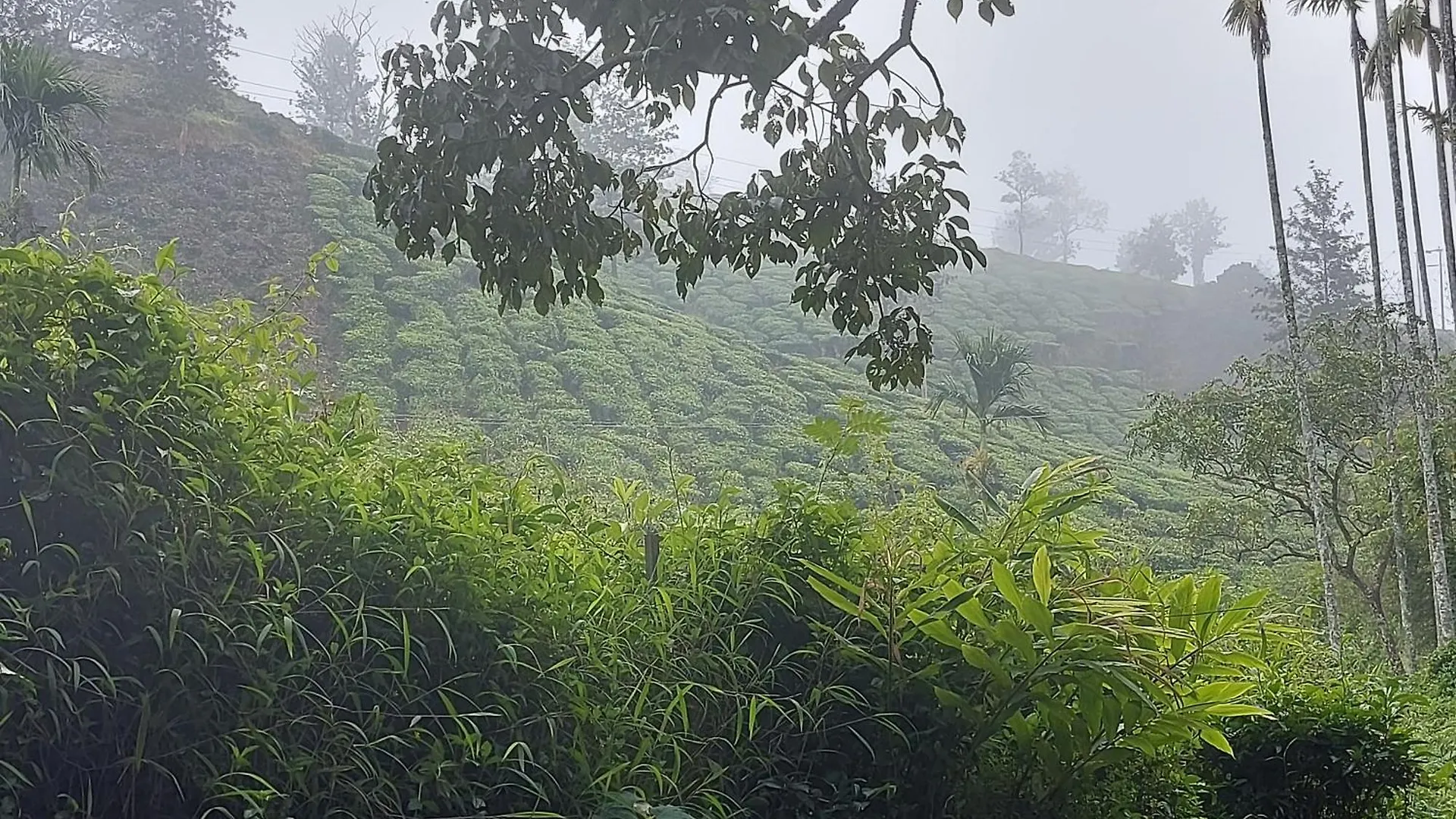 B'Camp Resorts & Homestays Wayanad Otel
